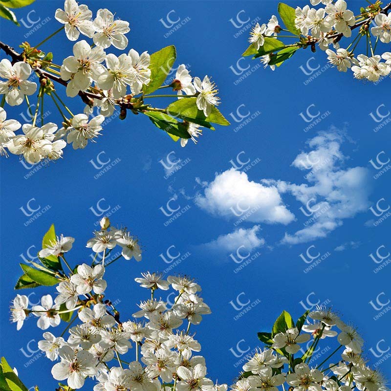 Fleurs de cerisier Ciel Nuage